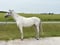 Annuncio cavallo