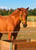 Horse ad