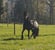 Annuncio cavallo