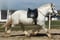 Horse ad