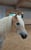 Annuncio cavallo