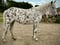 Horse ad