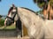 Horse ad