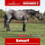 Paardadvertentie