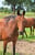 Horse ad