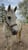 Horse ad