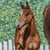 Horse ad
