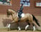 Horse ad