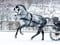 Annuncio cavallo