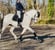 Horse ad
