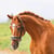 Horse ad