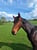Horse ad