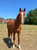 Annuncio cavallo