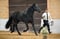 Horse ad