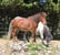 Horse ad