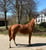 Horse ad
