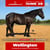 Annuncio cavallo