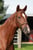 Horse ad