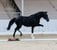 Annuncio cavallo