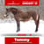 Horse ad