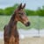 Horse ad