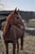 Annuncio cavallo