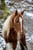 Horse ad