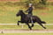 Horse ad