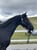 Horse ad