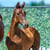 Annuncio cavallo