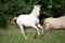 Annuncio cavallo