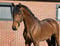 Horse ad