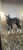 Annuncio cavallo
