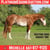 Horse ad
