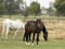 Horse ad