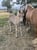 Annuncio cavallo