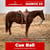 Annuncio cavallo