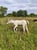 Horse ad