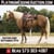 Horse ad
