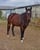 Horse ad