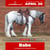 Annonce cheval