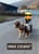 Horse ad