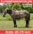 Paardadvertentie