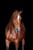 Annuncio cavallo