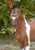 Annuncio cavallo