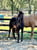 Horse ad