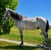 Annuncio cavallo