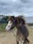 Annonce cheval