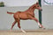 Annuncio cavallo