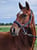 Horse ad